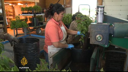 US election: Trump immigration policy at odds with business community