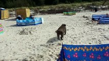 Ce sanglier sort de l'eau et effraye les baigneurs sur une plage