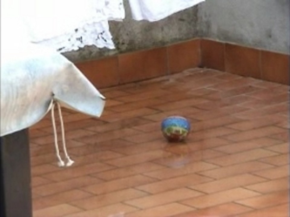 TIGRE CALCIATORE