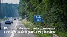 Wallonie: de nombreux panneaux routiers cachés par la végétation