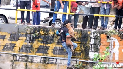 10 amazing animal rescues!