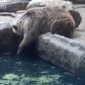 Un oso rescata a un cuervo de ahogarse