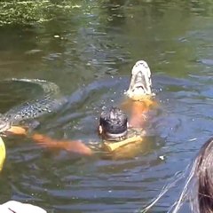 Un guide nourrit des alligators avec la bouche