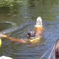 Airboat guide feeds alligators from his mouth