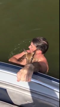 Sauvetage d'un bébé Faon de la noyade dans un lac