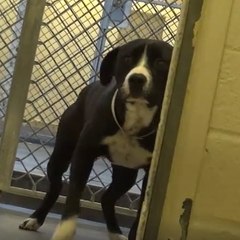 Se a felicidade fosse um cachorro, seria ele!