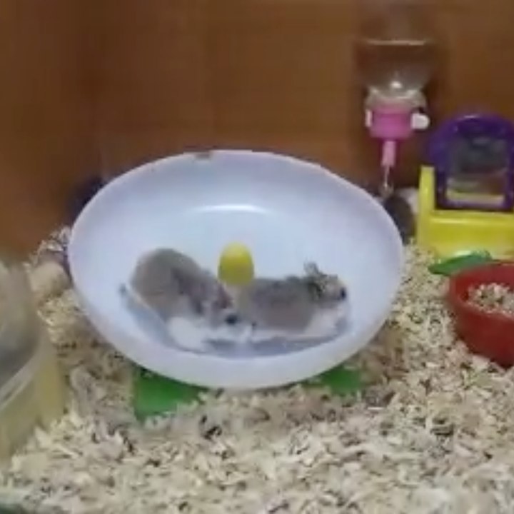 La cour de récré des hamsters !