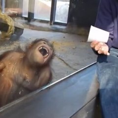 Cet orang-outan adore la magie !