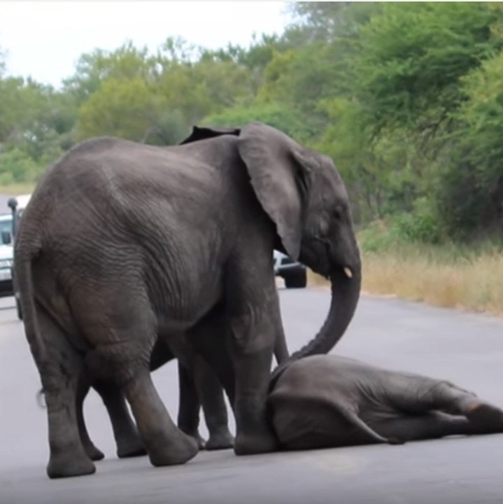 Saved by his herd