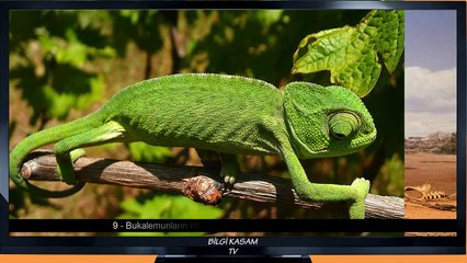 Hayvanlar Hakkında Bilinmeyen 10 İlginç Gerçek