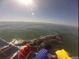Adrénaline - tous sport : Des touristes se retrouvent nez à nez avec des baleines