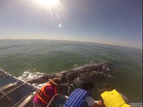 Adrénaline - tous sport : Des touristes se retrouvent nez à nez avec des baleines