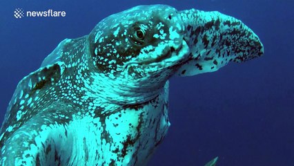 Diver encounters large leatherback turtle in the ocean