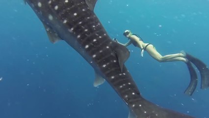 Video herunterladen: Une jolie demoiselle nage avec des requins baleines dans les Philippines