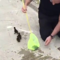 Duckling rescue!