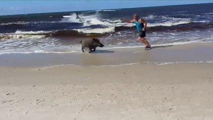 Un sanglier sème la panique sur une plage en Pologne