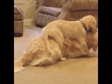 Golden Retriever Puppy Lies on Top of Older Dog