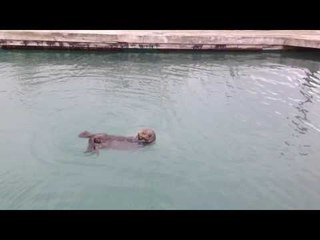 Alaskan Otter Eats Clams From His Belly