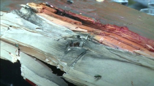 Serbi, burri hakmerret ndaj gruas, por vret 5 vetë - Top Channel Albania - News - Lajme