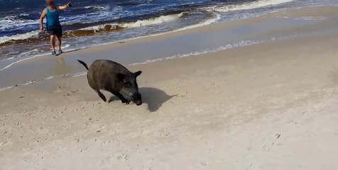 Un sanglier surgit de l’océan et sème la panique sur une plage