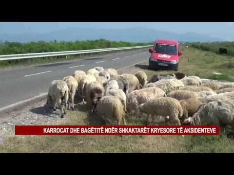 KARROCAT ME KUAJ DHE BAGËTITË PËRGJATË RRUGËS SË VELIPOJËS