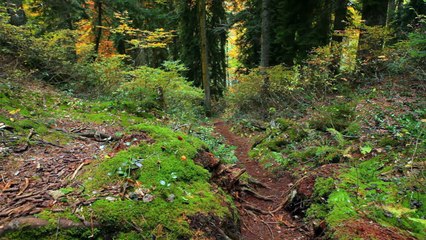 Горы Абхазии