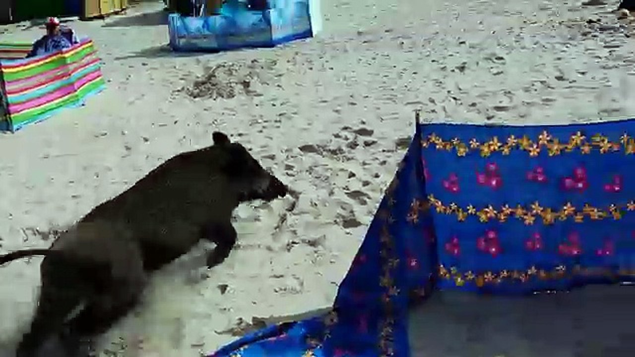 Un sanglier sort de la mer