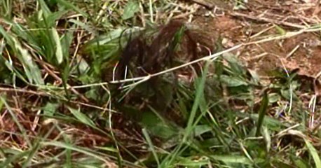 En la provincia de  los Tsáchila una mujer fue asesinada a machetazo presuntamente por su pareja