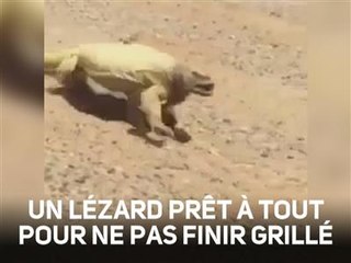 Drôle : l'improbable course d'un lézard en plein désert