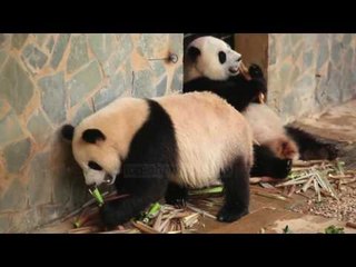 Të shpëtojmë pandën - Top Channel Albania - News - Lajme