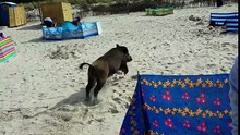 Un sanglier sème la panique dans une  plage, il charge plusieurs personnes et se fait la malle