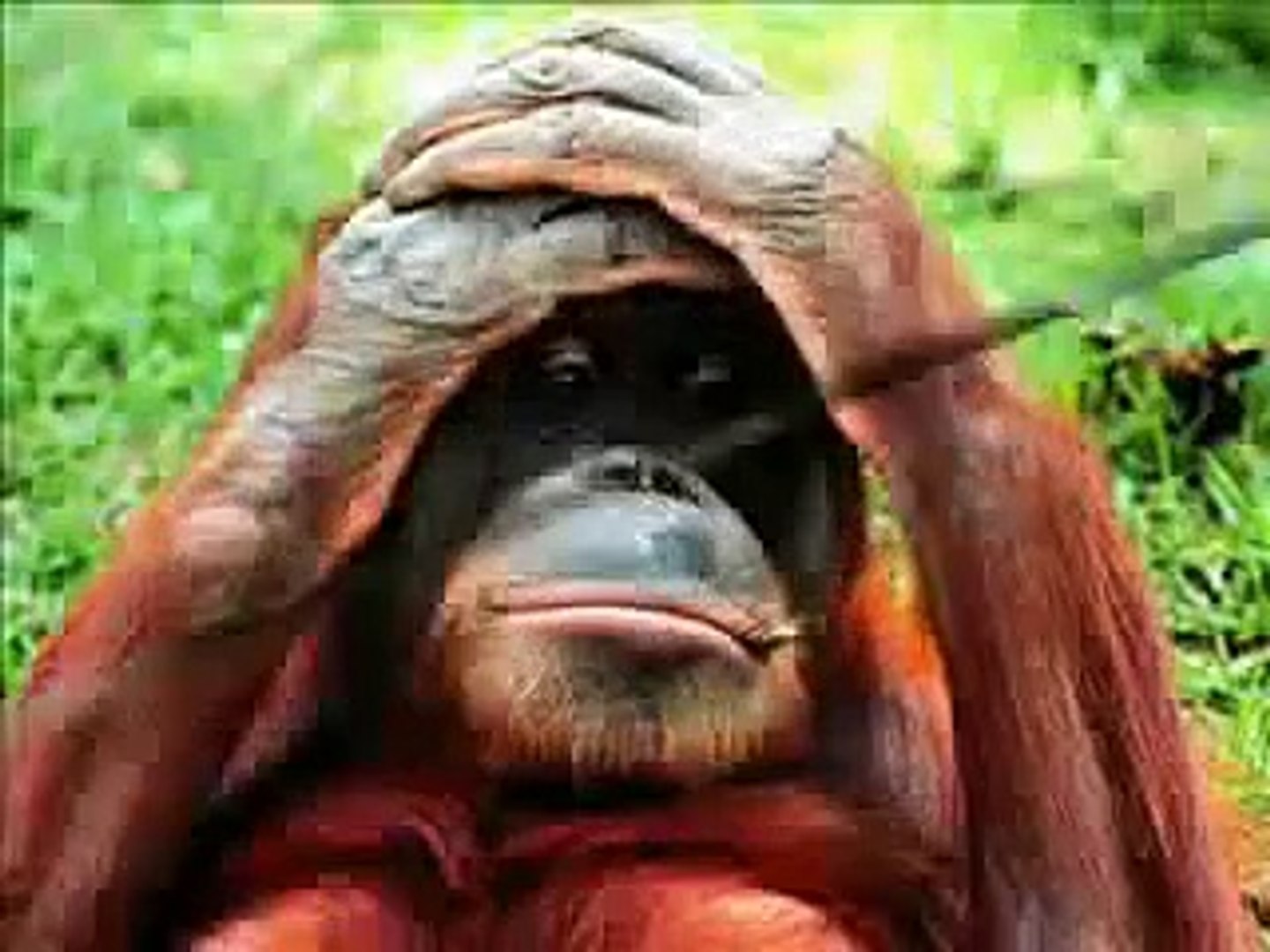 ⁣monkey funny video singe drole compilation funniest pet debiloguys viral