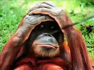 monkey funny video singe drole compilation funniest pet debiloguys viral