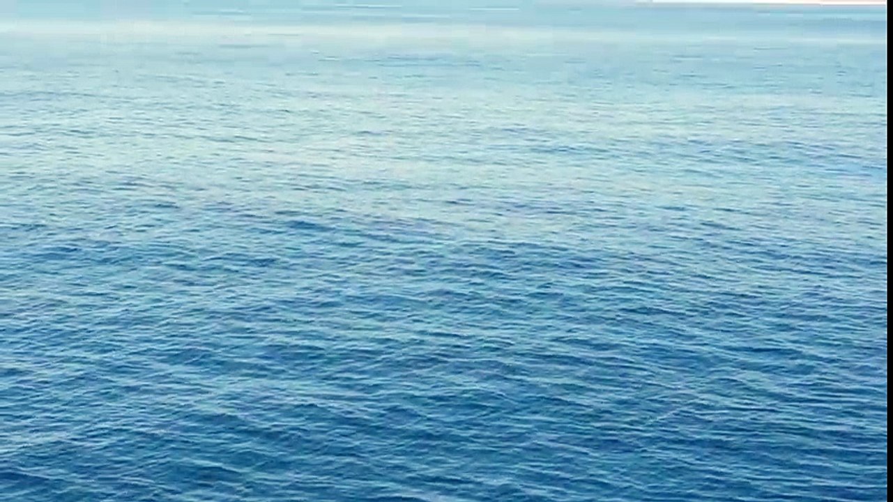 White shark off of chatham!!!!!!