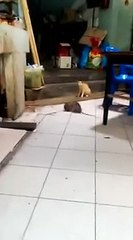 Weird! Cat watching mouse fighting!