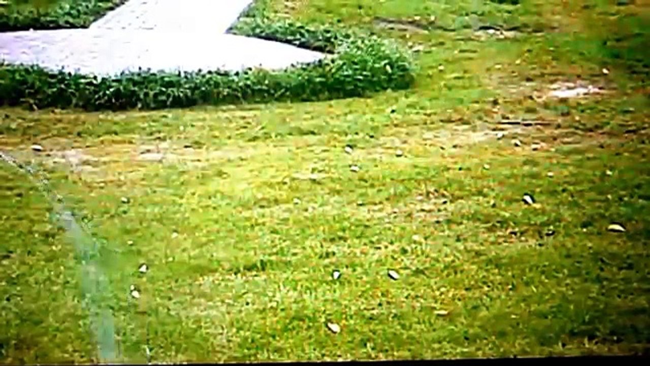 Graceland Webcam Elvis Presley réellement vivant by Skutnik Michel