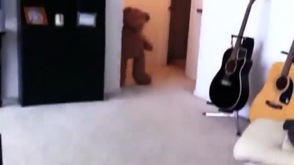 Мопс против медведя. Смешные приколы собаки