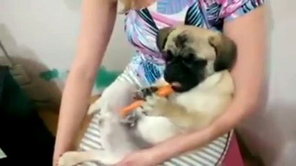 Морковный мопс. Смешные приколы собаки