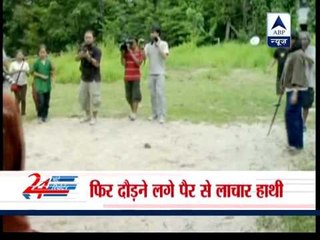 Obligate elephants get artificial legs in Thailand