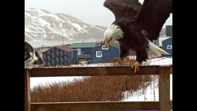 Необычная дружба. Смешные приколы кошкт орлы