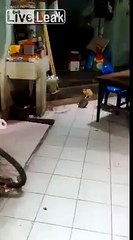 Weird! Cat watching mouse fighting!