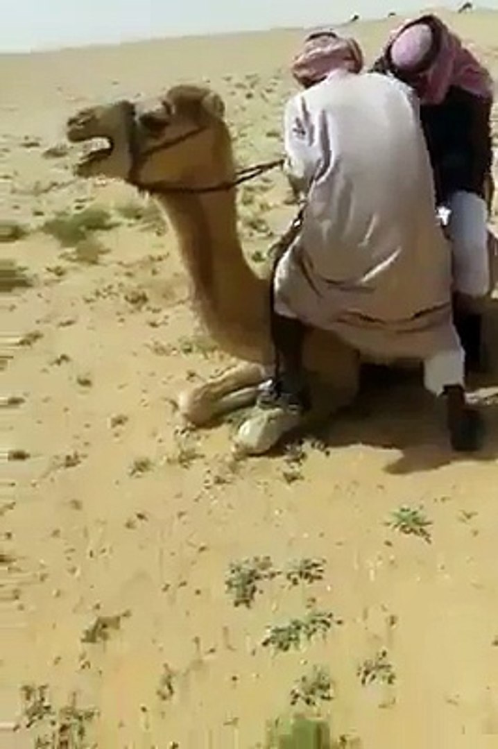 ⁣funny arabian video-an arabian playing with camel