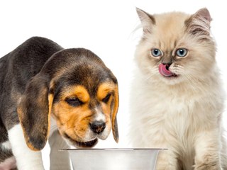 Pet DIY: 3 Easy Homemade Treats