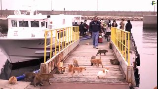 Cat island in Japan [funny cat compilation 2016]