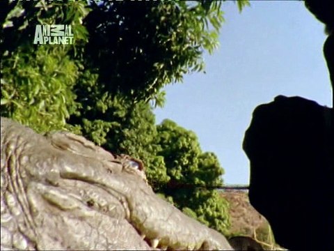 Мир природы: Исчезнувшие крокодилы фараонов