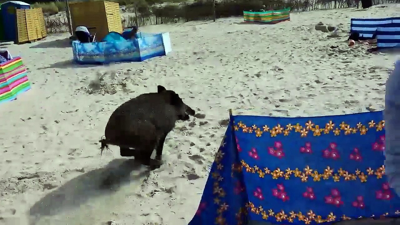 Sur une plage un sanglier surgit de l'eau !