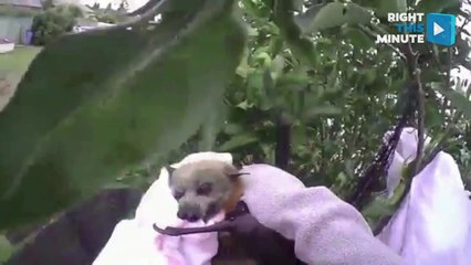 Animal Rescues: Bat in Fruit Tree & Cat in River