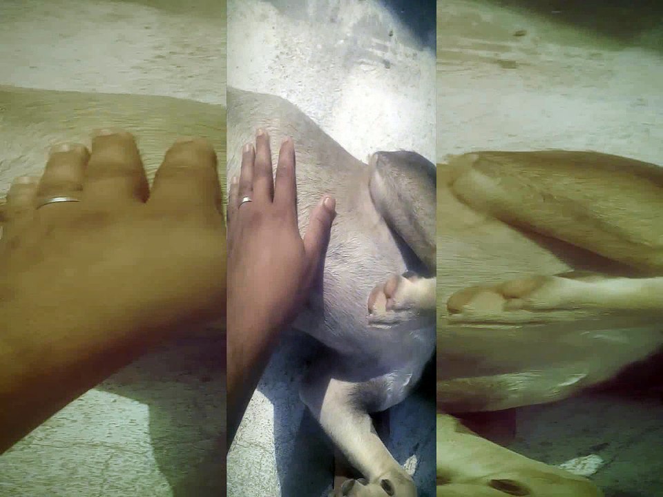 Tazz MY Lovly Dogg