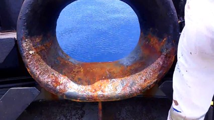 Playful Pod of Dolphins