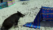 Un sanglier attaque les touristes allongés sur une plage. Mais regardez d'ou il vient!